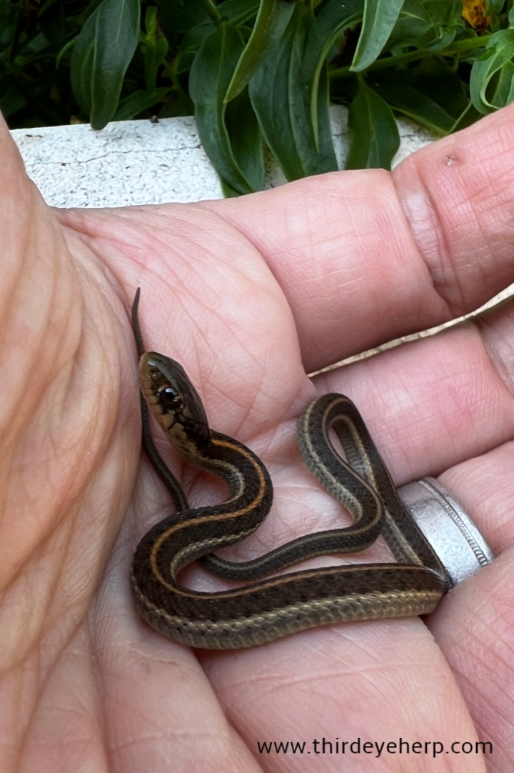 Coast Garter Snake